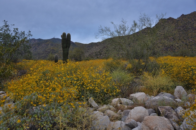 hills with brittlebush